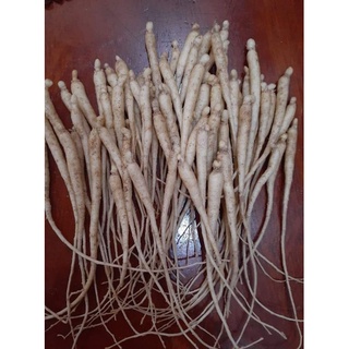 Củ Nhân Sâm Giống Hàn Quốc