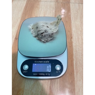Yến Thô chưa rút lông(10g)