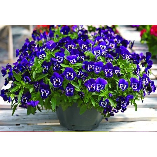 Hạt giống HOA BƯỚM PANSY mix nhiều màu gói 100 hạt