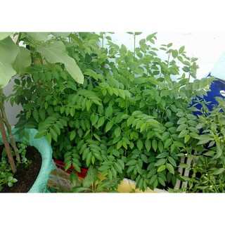 combo 10 gói hạt giống rau ngót