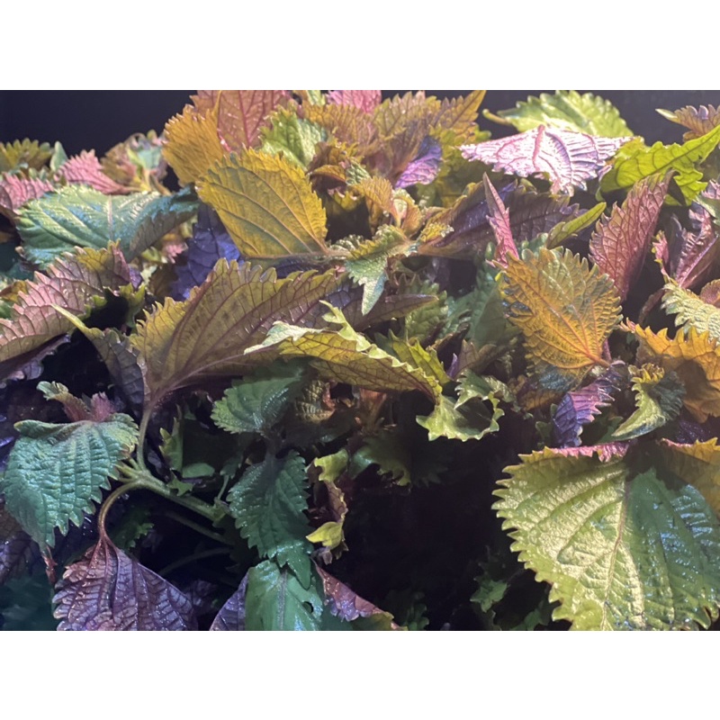 Lá tía tô sấy lạnh