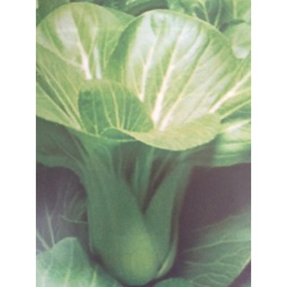 1KG Hạt Giống Cải Thìa (| W12*X41)