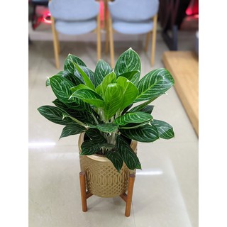 Cây Bạch Mã Hoàng Tử trồng chậu xi măng fiber trụ trống (30*30cm)