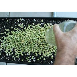 (Gói 20g )Hạt giống mầm đậu hà lan dễ trồng kháng bệnh tốt năng suất cao-Tổng kho hạt giống giá rẻ