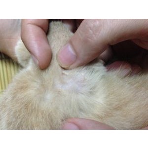 Thuốc Bôi Trị Nấm Cho Chó Mèo Keto Chống Khuẩn Kem Trị Nấm Cho Thú Cưng