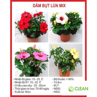 Hạt giống hoa dâm bụt lùn - 5 Hạt
