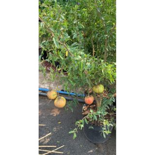 Cây Lựu đỏ... thái đang trái 1m6