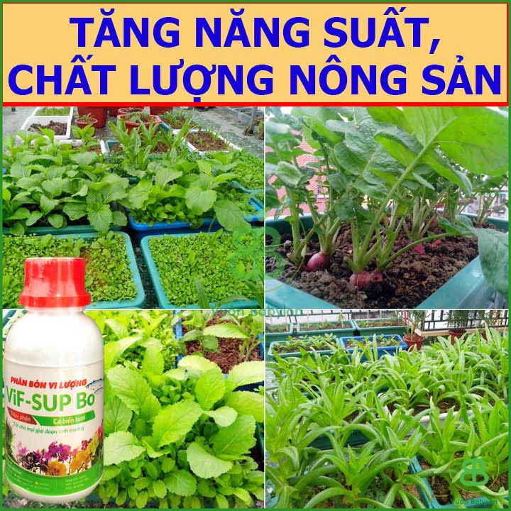 Phân Bón Vi Lượng Thủy Phân Cá Biển VIF SUP Bo Chai 100ml