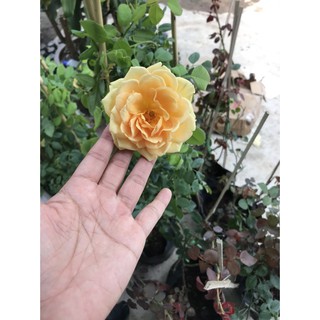 [Cây giống hoa] Hồng ngoại Golden Celebration (hồng leo) size chậu C9 -Nông Trại Của Thỏ 730.