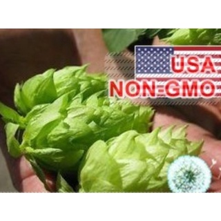 Hạt giống hoa Bia Hops - Gói lớn nhiều hạt - Tặng gói kích nảy mầm