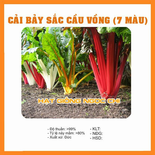 Hạt Giống Cải Bảy Sắc Cầu Vồng - 50 Hạt