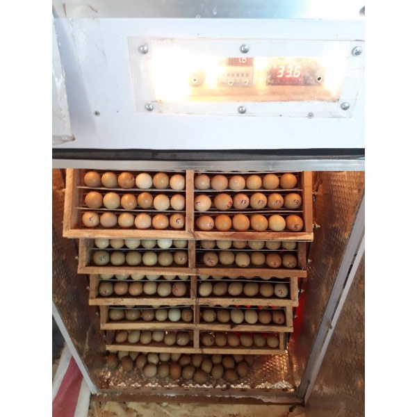 Trứng ấp chim trĩ đỏ