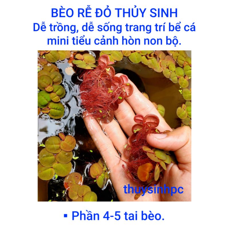 Bèo Rễ Đỏ trang trí bể thủy sinh, cá, tép, tiểu cảnh, hòn non bộ