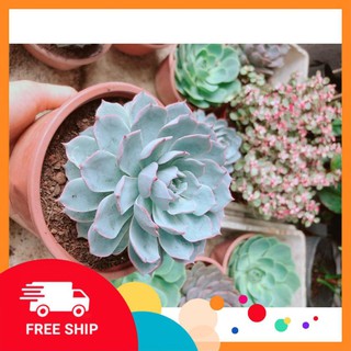Sen Đá Hồng Phấn Size Đại