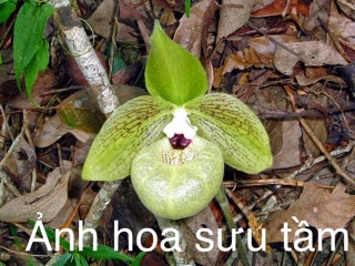Hài giáp