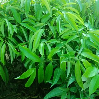 Cây  vải  thiều