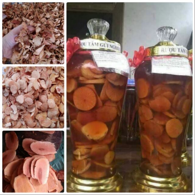 Tầm Gửi Nghiến Khô