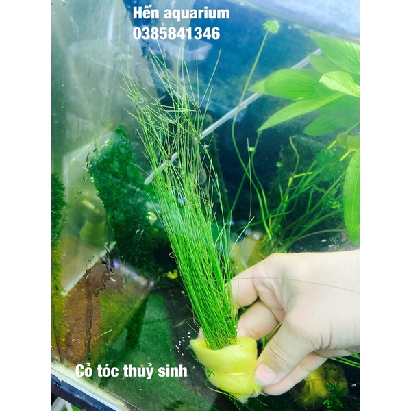 Cây thuỷ sinh cỏ tóc - Khoẻ mạnh dễ trồng cho người mới chơi