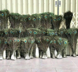 Combo khách đặt lông công 100c HÀNG ĐẸP CHỌN 80cm