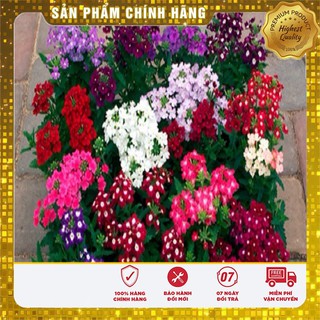 Hạt Giống Hoa Vân Anh ( VEBERNA)