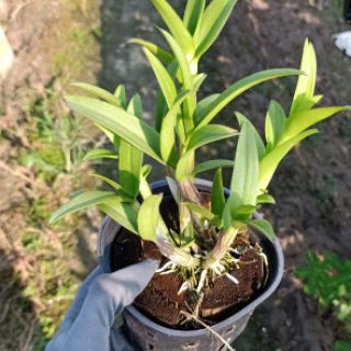 Denro mini chậu lớn đang nụ