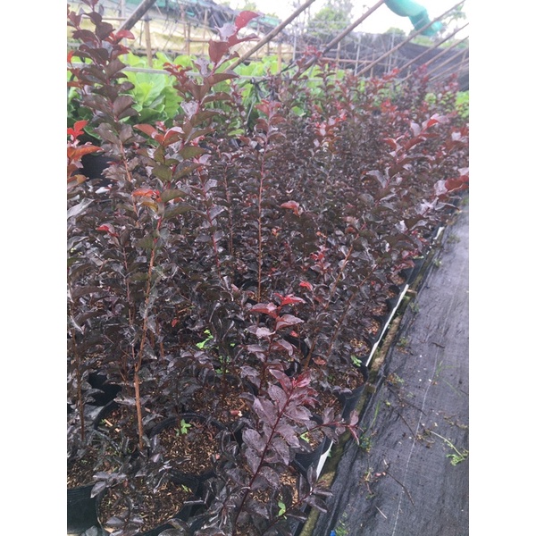 Combo 2 Cây tường vi huyết long