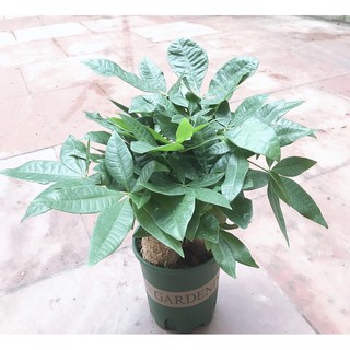 cây kim ngân tài lộc
