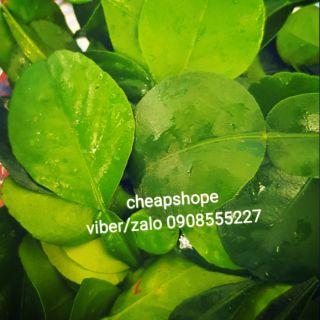 LÁ CHANH THÁI KAFFIR LIME/ LÁ CHÚC NẤU TOM YUM,LẨU THÁI( TRỒNG HỮU CƠ ORGANIC)-LÁ TƯƠI