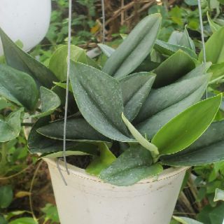 Trầu bà Ngọc Trai