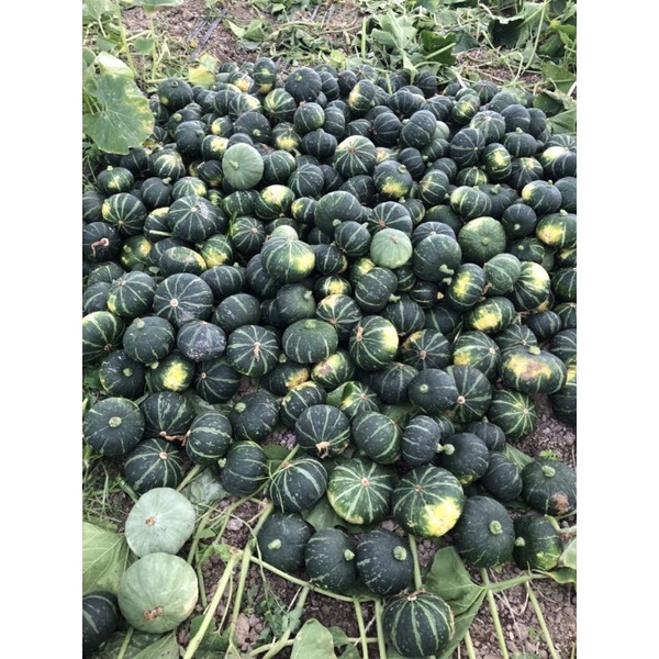 Hạt bí nhật trồng tại Đà Lạt.