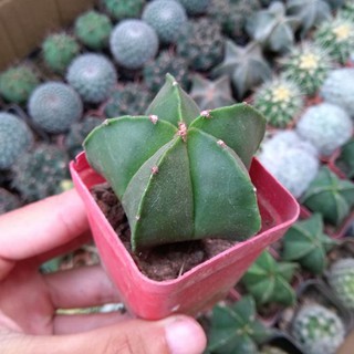 Xương rồng Astro xanh - hư 1 đổi 1