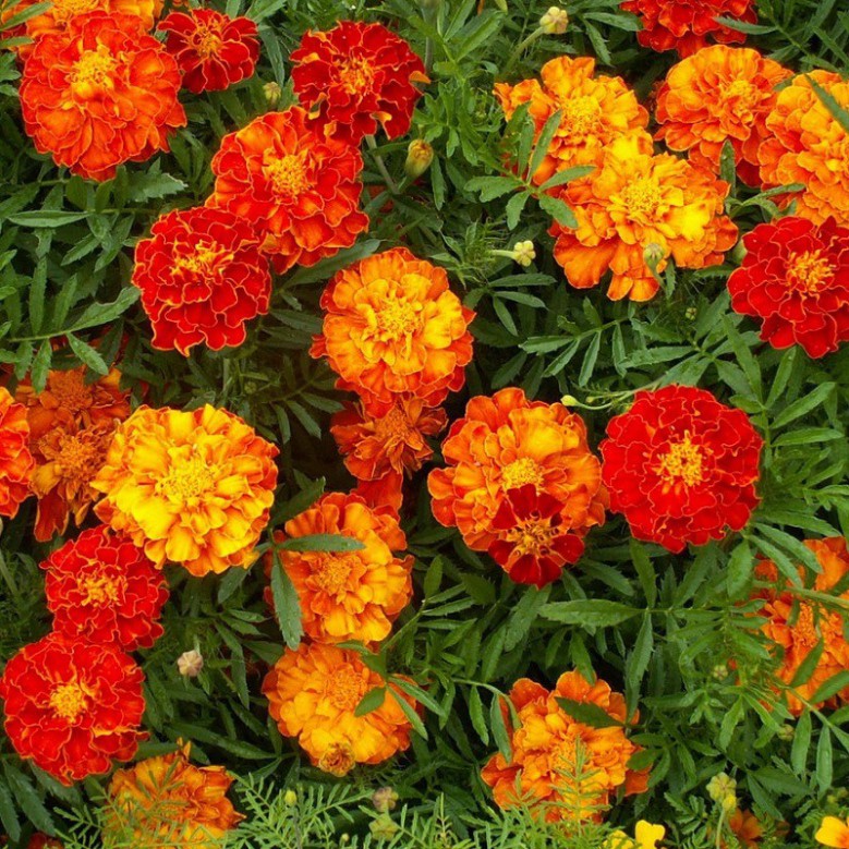 Hạt Giống Hoa Vạn Thọ Pháp (gói 150 hạt, tặng phân)