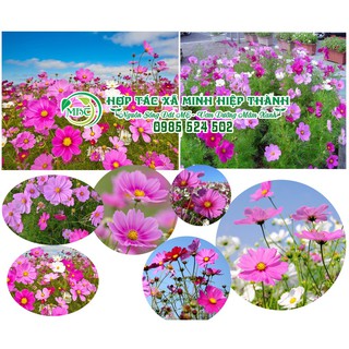 Sale off Hạt giống hoa sao nhái cực đẹp.