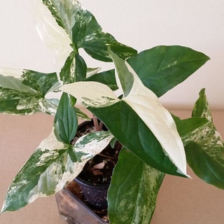 Cây syngonium var albo - Môn leo mũi tên lá đột biến trắng