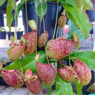 Hạt giống hoa nắp ấm 10 hạt