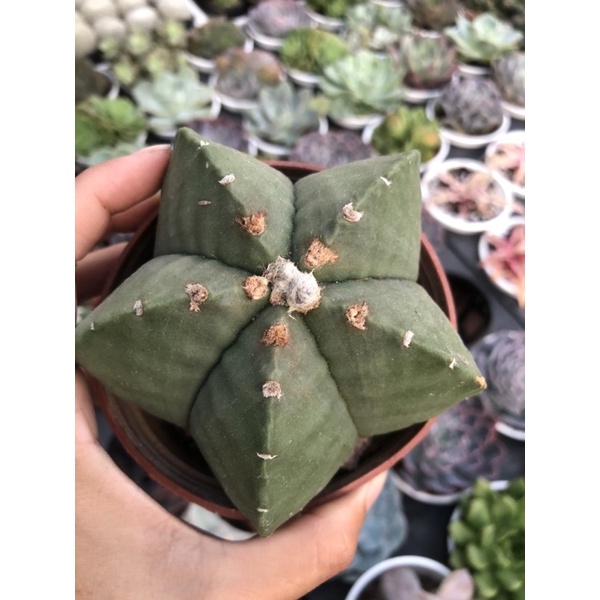 Xương rồng astro