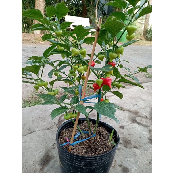 Ớt trái tim , 1 tháng nữa có bông, trái.