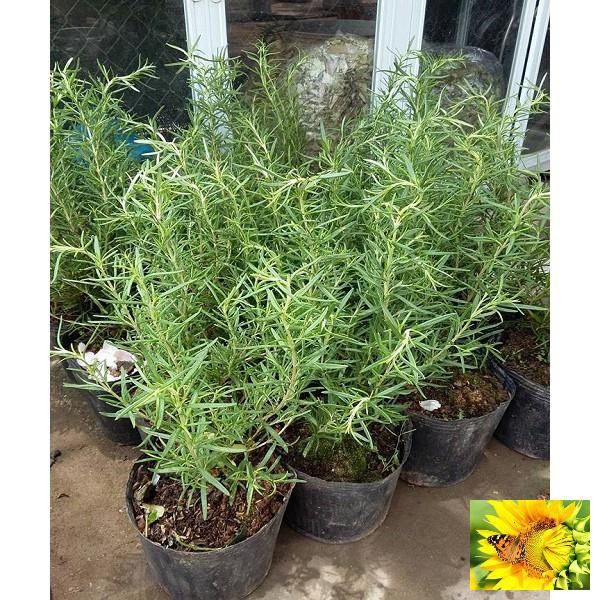 Hạt giống Hương thảo