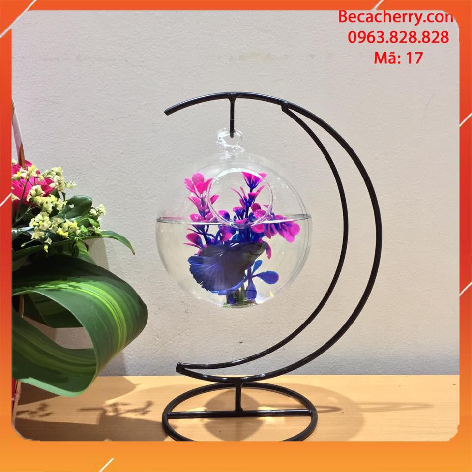 Bể cá Betta mini để bàn, hồ nuôi cá chọi cung trăng 17