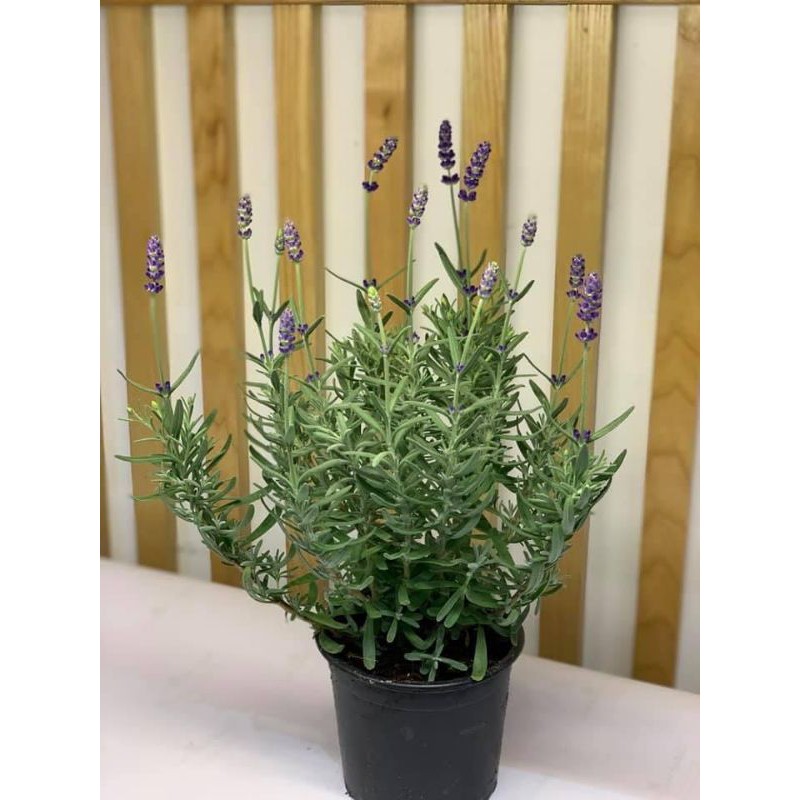 Cây oải hương lavender cây bao đẹp