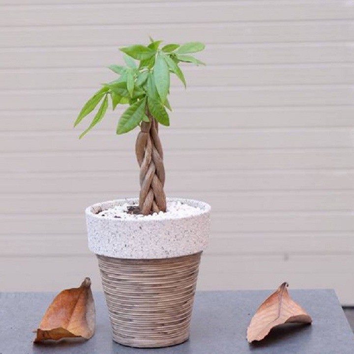 Cây Kim Ngân xoắn để bàn mang lại tài lộc hạnh phúc và may mắn