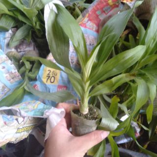 Hoa phong lan thiên nga đen