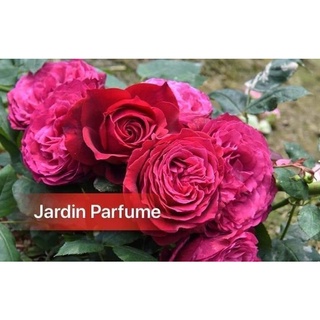 Cành triết hồng ngoại Jardin Parfume