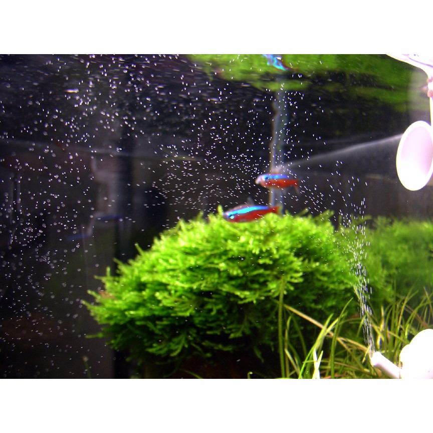 Cục Sủi Mini Siêu Mịn cho hồ cá cảnh