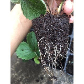 kích rễ cây nảy mầm