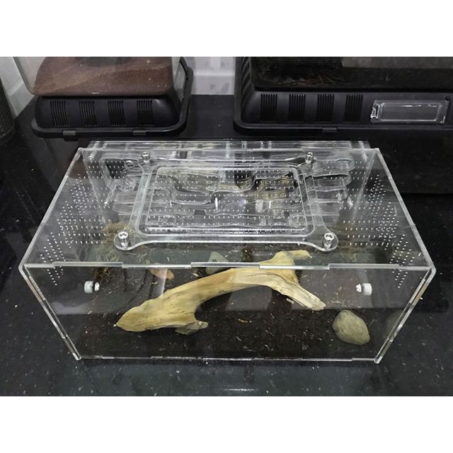 Formicarium / Tổ nuôi kiến / hộp nuôi kiến 30-15-15cm