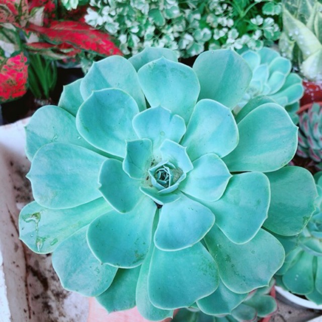 Sen Đá Xanh Đất Size Đại
