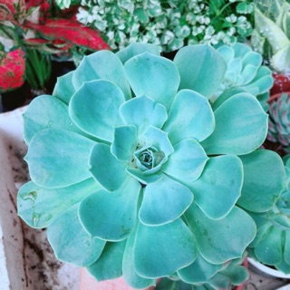 Sen Đá Xanh Đất Size Đại