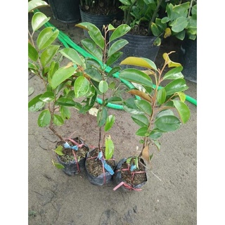 Vú sữa tím f1 cao 35-40cm-freeship từ 70k