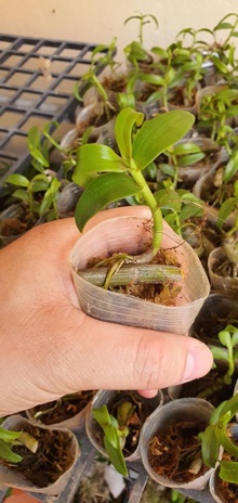 Ki chớp mỹ chuẩn hoa